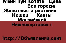 Мейн Кун Котята › Цена ­ 15 000 - Все города Животные и растения » Кошки   . Ханты-Мансийский,Нижневартовск г.